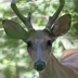 Whitetail Buck in Velvet