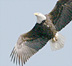 Bald Eagle, White Lake, Muskegon County, Michigan