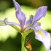 Blue Flag Iris