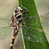 Golden-ringed Dragonfly