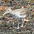 Spotted Sandpiper, White Lake "Tannery Bay" Muskegon County, Michigan
