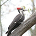 Pileated Woodpecker, near WHite Lake, Muskegon County, MI