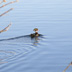 Wood Duck