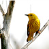 Yellow Warbler