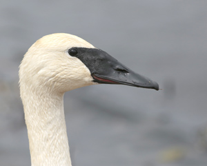 Photo by Jerry Grady