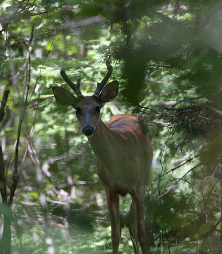 Whitetail Buck In Velvet