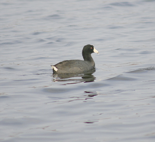 American Coot