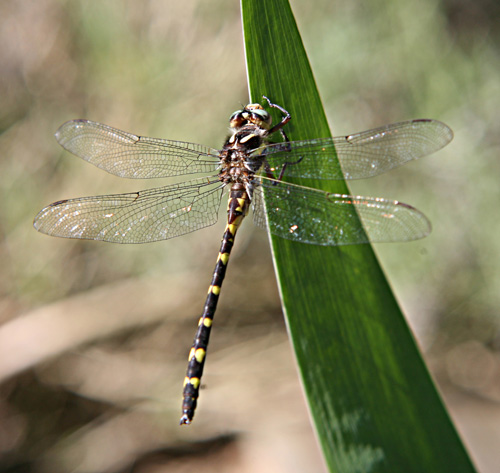 Golden-ringed Dragonfly