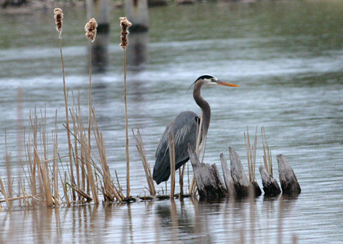 Great Blue Heron, White lake