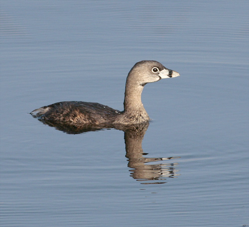 Pied Billed Grebe