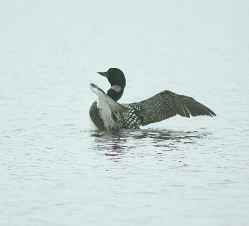 Loon, White Lake, Muskegon County, Michigan