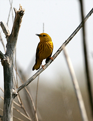 Yellow Warbler, Svensson Park, Whitehall, MI
